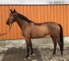 Foto: Little Larissa, einer bildhübschen Tochter des Little Charly, die am Sonntag erworben werden kann - Fotograf: Equestfoto