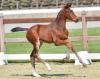 Foto: Lord Weihaiwej v. Lord Pezi - Ustinov - Contender - Fotograf: Gr. Feldhaus