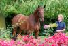 Foto: Lot 19 - Championess von Luigi d`Eclipse war mit 47.000 Euro das teuerste Pferd - Fotograf: Stefan Lafrentz