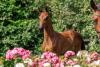 Foto: Lot 9 - Califorina Dream von Cornet du Lys - Fotograf: Stefan Lafrentz