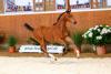 Foto: Lot 14 - ein temperamentvolles Hengstfohlen aus guter Familie ist Contract von Conthargos-Cristo im Lot der 3. Björn Nagel Online-Auktion. - Fotograf: Stefan Lafrentz