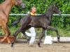 Foto: Fürstenball – Rubin Royal-Sohn Fürst Royal - Fotograf: Rutschek 