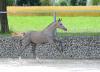 Foto: Fohlen von Hickstead White/Petit Loup xx - Fotograf: Hubert Fischer