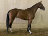Katalog-Nr. 5, ein 3-jähriger brauner Wallach, Pointilliste (TB) x Master Imp (TB)