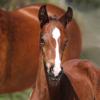 Foto: Lot 12, ein Stutfohlen von Baron x Imperio - Fotograf: SPV GmbH