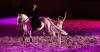 Foto:Die Bewegungen von Pferd und Ballerina finden sich im Tanz – ein berührendes Pas de deux bei den Marbach Classics im vergangenen Jahr: Vera Munderloh, aus dem Stall Anja Beran, bereicherte 2016 das Programm. 2017 wird Anja Beran das Publikum wieder verzaubern - Fotograf: Thomas Warnack