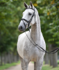 Foto: Kat.-Nr. 3 Celebidache (von Cellestial x Prinz Romadour abstammend) - Fotograf: Pferdezuchtverband Baden-Württemberg