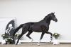 Foto: Momance BH von For Romance / Don Frederico/ Wolkenstein - Fotograf: Trailer
