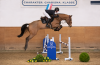 Foto: Aus der Mutterlinie von Quilea v. Quibery-Clarimo Katalognummer 3 stammen mehrere bis 1,45 Meter-Springen erfolgreiche Sportpferde - Fotograf: Janne Bugtrup
