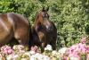 Foto: Bildinformation: Lot 4 - Colore dell Amore ist ein Sohn des berühmten Cornet Obolensky aus bestem Mutterstamm - Foto: Stefan Lafrentz ¬