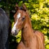 Foto: Auktions-Hengstfohlen Nick von Necofino-Lord Z stammt aus allerbester Familie - Fotograf: Stefan Lafrentz