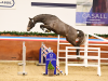 Foto: Chin Grey v. Chinchero avancierte zur Preisspitze der Holsteiner Körung und Auktion: Er wurde für 490.000 Euro in die USA zugeschlagen - Fotograf: Janne Bugtrup