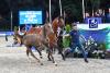 Foto: Preisspitze Ringo Star v. Carthago Z x Argentinus x Cassini I - Fotograf: ESI Fohlen Auktion