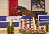 Foto: Der Siegerhengst v. Cornet’s Carpaccio RT ist Preisspitze - Fotograf: OLD Art