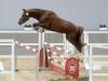 Foto: Sieger der Reitpferde - Nr. 33 Obama TF - Fotograf: Thomas Hartwig
