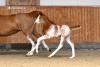 Foto: Nr. 09 One of a kind Ogano Sitte x Emerald filly/Stute - Fotograf: Jana Gerstenkorn