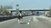 Foto: Pferd auf der Autobahn 61 - Fotograf: Polizei Rheinland-Pfalz
