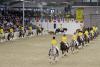 Foto: Zu den Höhepunkten der Hengstschau des Ponyverbandes Hannover in Verden gehört der Auftritt der großen Reitponyquadrille - Fotograf: Ponyverband Hannover/ Pantel