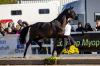 Foto: Prämienhengst Kwahu, der dreijährige Sohn des Starvererbers Millennium, wird zur 21. Trakehner Hengstschau in Münster-Handorf erwartet - Fotograf: Stefan Lafrentz