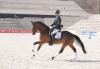 Foto: Preisspitze Ginster v. Icare d’Olympe AA - Fotograf: Stephan Kube