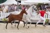 Foto: Preisspitze der Auktion: Kopfnummer 8 Vinicius VS v. Viva Gold - Fotograf: Reckimedia
