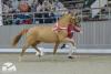 Foto: Preisspitze Westfälischer Hengstmarkt der Reitponys - Siegerhengst v. Cosmopolitan D NRW/Hesselteichs Golden Dream - Fotograf: Reckimedia