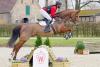 Foto: Preisspitze des Pilotprojekts „Vielseitigkeit aus Westfalen“ Kopfnr. 4 Salomon v. Sweet Hero - Fotograf: Reckimedia