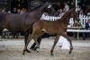 Foto: Preisspitze der 16. Trakehner Fohlenauktion war Kratos von Freiherr von Stein. Das Hengstfohlen wechselte für 37.000 Euro nach Schleswig-Holstein - Fotograf: Stefan Lafrentz