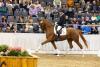 Foto: Preisspitze Sunshine v. Secret/Royal Blend - Fotograf: Hannoveraner Verband