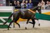 Foto: „Überragende Qualität“ bescheinigten die Richter der Trakehner Jahressiegerstute „Salvana‘s Helena“ von Helium - Fotograf: Stefan Lafrentz