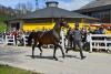 Foto: Rahmenprogramm - Junghengste auf dem „Pflaster“ und geritten in der großen Reithalle des Gestüts mit fachlicher Kommentierung durch Landoberstallmeisterin Dr. Astrid von Velsen-Zerweck und Grand-Prix Richter Gerd Sickinger - Fotograf: Max Schreiner