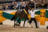 Foto: Rheinglanz - der Trakehner Siegerhengst 2020 - Fotograf: Stefan Lafrentz