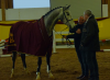 Foto: TIBITABA B, Freispringchampionesse der 3-Jährigen - Fotograf: Juliana Holl