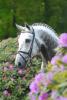 Foto: Royal Diamond - Fotograf: Kiki Beelitz
