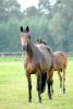 Foto: Rumirell - Fotograf: Kiki Beelitz