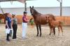 Foto: Dressurvererber Johnson ist der Vater des Siegerstutfohlens beim Championat der Station Maas J. Hell aus der Paola von Lord Loxley. Friederike Bünning (li.) und Anni-Eva Fee Weiss nahmen die Ehrung stellvertretend für Züchter Herbert Ulonska entgegen - Fotograf: Janne Bugtrup