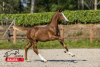 FotO. Kat.-Nr. 36 Hengstfohlen von Aganix du Seigneur Z x Numero Uno - Fotograf: HorseSales.Auction