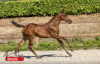 Foto: Preisspitze Kat.-Nr. 11 Chacco Chica RV Z von Chacco Blue x Kassander vh Roosakker abstammend - Fotograf: HorseSales.Auction