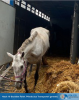 Foto: Ein gerettetes Pferd - Fotograf: Polizeipräsidium Köln