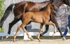Foto: Dynamic in Black v. Dynamic Dream/De Niro - Fotograf: Hannoveraner Verband