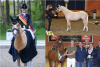 Foto: Triple-Europameisterin Daddy Moon mit seiner Reiterin Rose Oatley und als Jüngling bei der Körung. Unten rechts: Züchterehepaar Steffen (Mitte) und Melanie Bäumken mit No Limits. Fotografen: (c) Equitaris 