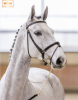 Foto; Kat.-Nr. 3 Celana, 6-jährig von Cellestial x Contender abstammend - Fotograf: M&M Night Affairs