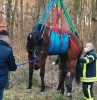Foto: Pferderettung mittels Kran - Fotograf: Polizeiinspektion Wörth am Rhein