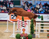 Foto: Prämienhengst von Diamant de Semilly x Singular la Silla - Fotograf: Björn Schröder