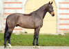 Foto: Vitalino - Fotograf: Gestüt Marbach