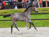 Foto: Kat.-Nr. 29 Jaspersson FJ, ein Hengstfohlen von Jasper (BWP) x Lordanos (Holst) - Fotograf: Holsteiner Verband