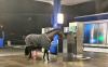 Foto: Das gestohlene Pferd an der Tankstelle in Meinerzhagen - Fotograf: Kreispolizeibehörde Märkischer Kreis