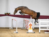 Foto: Chaplin‘s Touch B – DSP Siegerhengst 2025 - Fotograf: DSP