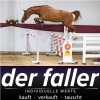 Foto: Gekörter Hengst von Emerald van het Ruytershof x Kannan - Fotograf: DSP