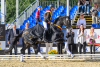 Foto: Soxx holt mit seiner Reiterin Veronika Steinhof den Titel bei den dreijährigen Reitpferdehengsten - Fotograf: (c) Gesina Grömping/Equitaris